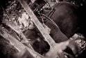 gekoo_078